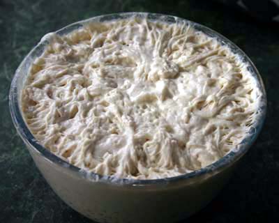 Sourdough after overnight fermentation