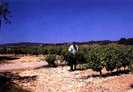 Franois Vallot checking the progress of his grapes