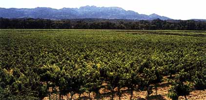 Looking across La Garrigues vines to Les Dentelles